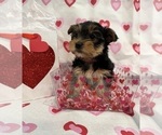 Puppy Puppy 5 Yorkshire Terrier