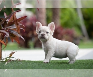 French Bulldog Puppy for Sale in WEST PALM BCH, Florida USA