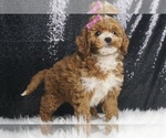 Small Photo #4 Poodle (Toy) Puppy For Sale in WARSAW, IN, USA