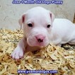 Small Photo #12 Dogo Argentino Puppy For Sale in PINEVILLE, MO, USA
