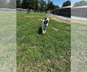 American Pit Bull Terrier-Unknown Mix Dogs for adoption in Corning, AR, USA
