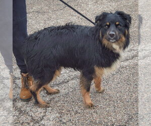 Riley - Male Australian Shepherd Dog for Adoption - Photo #4