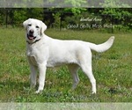 Small Photo #1 Labrador Retriever Puppy For Sale in LOUISBURG, NC, USA