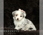 Small #3 Miniature American Shepherd-Miniature Australian Shepherd Mix