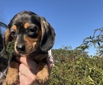 Puppy Puppy 2 Dachshund