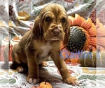 Puppy Gatlin Bloodhound