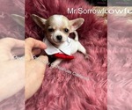 Small #3 Chihuahua