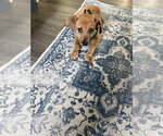 Small #3 Mountain Cur Mix