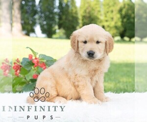 Golden Retriever Puppy for sale in NEWPORT, PA, USA