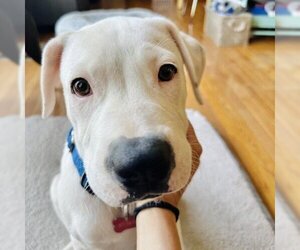 American Bulldog Dogs for adoption in Potomac, MD, USA