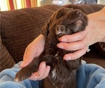Small Photo #6 Labradoodle Puppy For Sale in PUEBLO, CO, USA