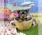 Small #1 Yorkshire Terrier