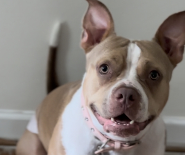 Medium Photo #1 American Bully Puppy For Sale in NORFOLK, VA, USA