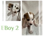 Puppy Puppy 2 Bluetick Coonhound-Mountain Cur Mix