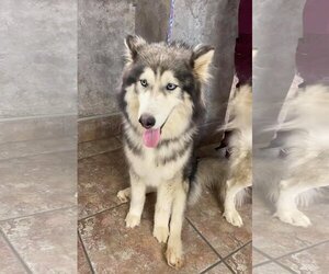 Huskies -Unknown Mix Dogs for adoption in Carrollton, TX, USA