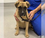 Small #1 Retriever  Mix