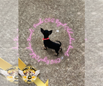 Small #7 Chihuahua