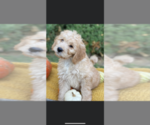 Puppy 1 Goldendoodle