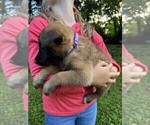Puppy Purple Malinois