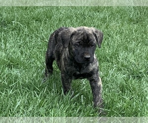 Anatolian Shepherd-Mastiff Mix Puppy for Sale in MURPHYS, California USA