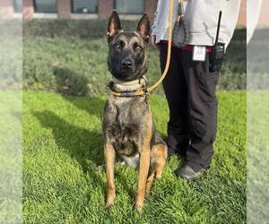 Mutt Dogs for adoption in Modesto, CA, USA