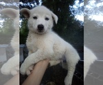 Image preview for Ad Listing. Nickname: SIBERIAN