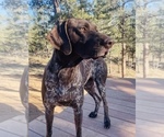 Small Photo #20 German Shorthaired Pointer Puppy For Sale in WOODLAND PARK, CO, USA