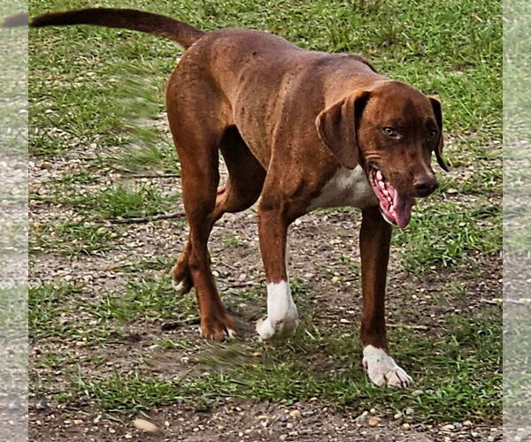 Medium Photo #6 Mutt Puppy For Sale in Farmerville, LA, USA