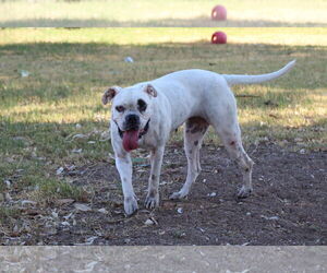 Manchas - Female Bull-Boxer Dog for Adoption - Photo #2