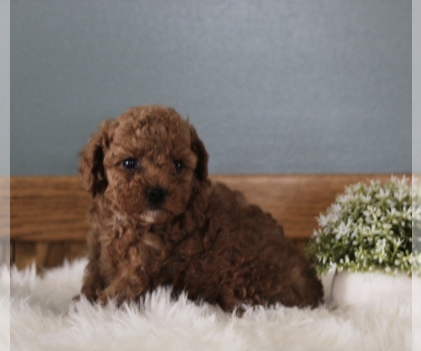 Medium Photo #3 Poodle (Miniature) Puppy For Sale in MILLERSBURG, OH, USA