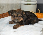 Small #2 Yorkshire Terrier-Zuchon Mix