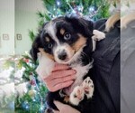 Puppy Blaze Miniature Australian Shepherd