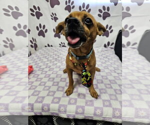 Menteur - Male Chihuahua-Unknown Mix Dog for Adoption - Photo #2