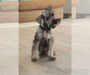 Schnauzer (Miniature) Puppy for sale in BROOKSVILLE, FL, USA