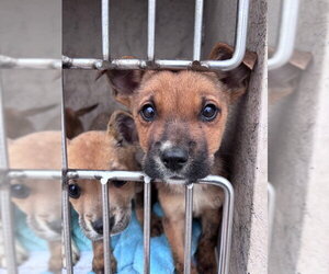 Mutt Dogs for adoption in Oklahoma City, OK, USA