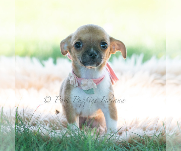 Medium Photo #29 Chihuahua Puppy For Sale in WARSAW, IN, USA
