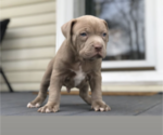 Small Photo #4 American Pit Bull Terrier Puppy For Sale in NORFOLK, VA, USA