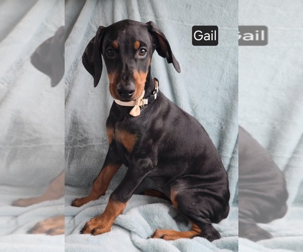 Medium Photo #5 Doberman Pinscher Puppy For Sale in POMEROY, OH, USA