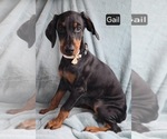 Small #4 Doberman Pinscher