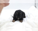 Small #59 Cockapoo