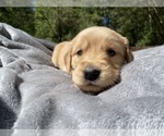 Small Photo #5 Golden Retriever Puppy For Sale in BUTNER, NC, USA