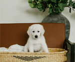 Puppy lady English Cream Golden Retriever