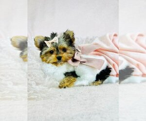 Morkie Litter for sale in THONOTOSASSA, FL, USA