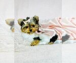 Image preview for Ad Listing. Nickname: Litter of 9