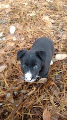 Border Collie Puppy for sale in RANDOLPH, AL, USA