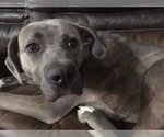 Small #4 Mutt