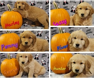 Golden Retriever Puppy for sale in MOUNT GILEAD, NC, USA