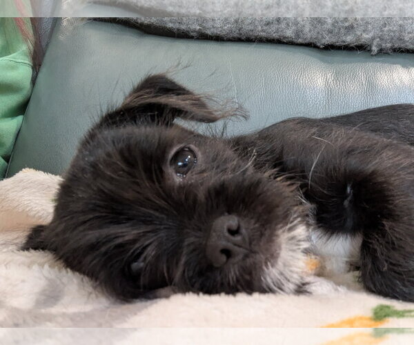 Medium Photo #4  Puppy For Sale in , 