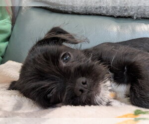 Pug-A-Poo Dogs for adoption in Tenafly, NJ, USA