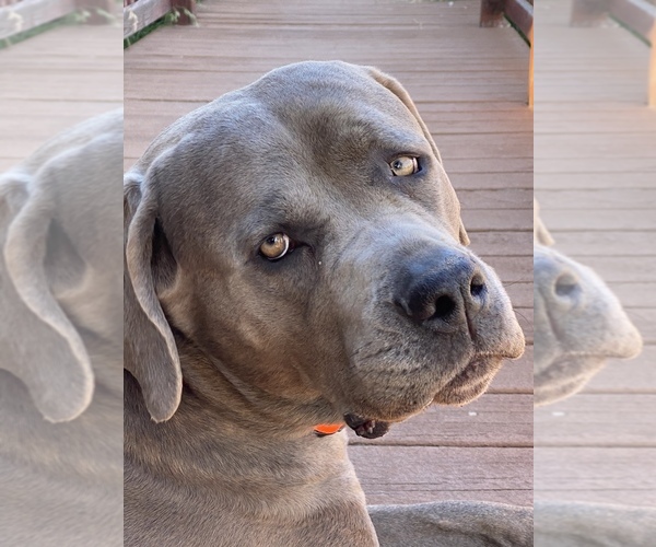 Medium Photo #8 Cane Corso Puppy For Sale in AMARILLO, TX, USA